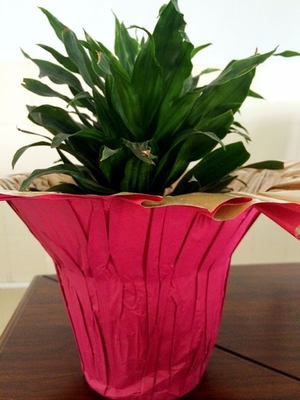 꽃 포장/팩 남비 식물을 위한 인쇄된 다채로운 실내 화분 덮개